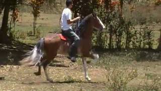 CABALLO COSTARRICENSE DE PASO  quotPICASSOquot [upl. by Zannini212]