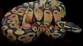 Ball Python Morphs [upl. by Enelkcaj]