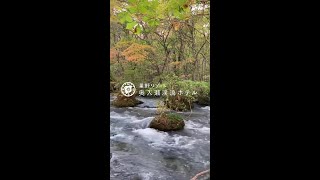 【公式】奥入瀬渓流ホテル｜紅葉と奥入瀬渓流のコラボレーション🍂 [upl. by Gainor745]