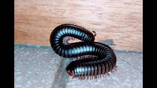 quotMeet the Marvelous Giant Millipede 🪱quot [upl. by Eytteb696]