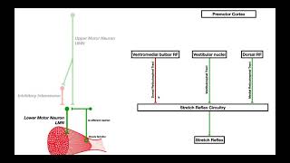 Mechanisms of Spasticity and Baclofen Biochemical amp Macroscopic [upl. by Francklin]