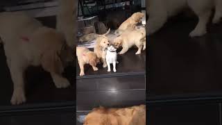 Golden Retriever puppies swarm cat for cuddles [upl. by Grizelda901]