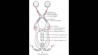 Visual Field Defects Meyers Loop amp Dorsal Optic Radiation [upl. by Hnahk]