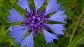 Fiordaliso Centaurea Cyanus medicinal plant [upl. by Keeryt]