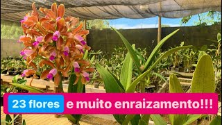 SUPER FLORAÇÃO DE CATTLEYA GUTTATA NO ORQUIDÁRIO [upl. by Annam]