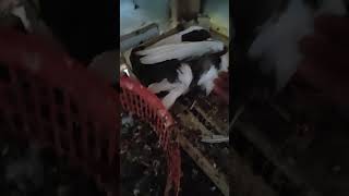 পঙ্খিরাজ কবুতর pankhiraj kabutar food funny pigeon funnyvideo [upl. by Griz]