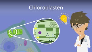 Chloroplasten  Aufbau einfach erklärt [upl. by Rhys]