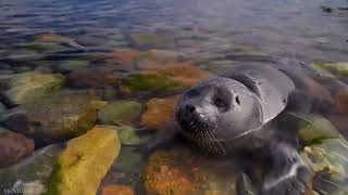 Baikal Seal AQ Fun [upl. by Ailak]