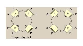 Porphyrins amp Hemoproteins Lecture 02 [upl. by Enial952]