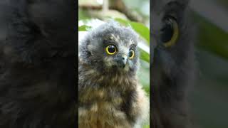 Morepork Ninox novaeseelandiae birds birdwatching owl owlphotography [upl. by Aicatsan468]