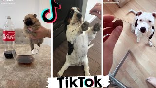 Funniest DOGS of TikTok Compilation  Try Not To Laugh  Cute Puppies TIK TOK [upl. by Warner]