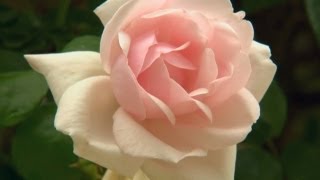 Rose Care Tips  P Allen Smith Classics [upl. by Ayiotal]