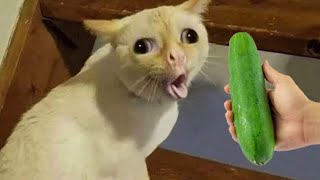 Cat vs Cucumbers Reaction  Cats scared of Cucumbers Compilation  Funny Video 2023 [upl. by Irallih]