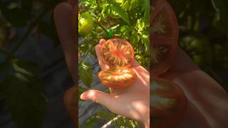 Harvesting and Slicing a Marmande Tomato  Fresh from the Garden tomato asmr slice satisfying [upl. by Oicnevuj]