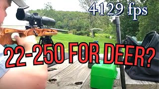 Is 22250 Remington good for whitetail deer [upl. by Katrine966]