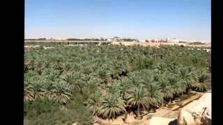 Datepalm plantation near DQ walking trail Riyadh Saudi Arabia 2010 [upl. by Xet975]