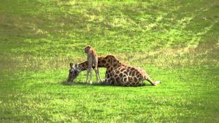 Baby giraffe cares for mum at Longleat [upl. by Atteuqaj947]