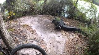 Gator in the trail  Alafia River State Park [upl. by Llehcam924]