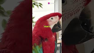 MindBlowing Parrot Facts 🦜 facts parrot [upl. by Paulson945]