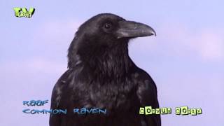 Raaf  common raven  corvus corax [upl. by Asssilem]