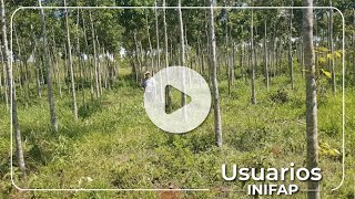 Importancia de la poda en las plantaciones forestales [upl. by Armalda]