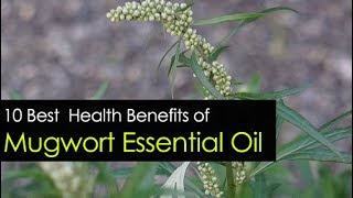 Exploring the Top 10 Health Benefits of Mugwort Essential Oil Natures Healing Power [upl. by Digirb]