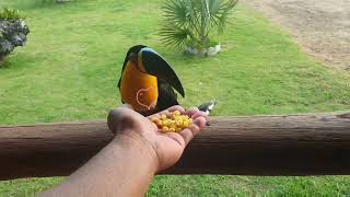 Toucan sound Brazilian Birds [upl. by Box]