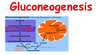 Gluconeogenesis [upl. by Keefe]