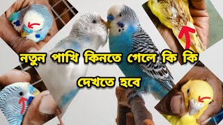 নতুন পাখি কিনতে গেলে কি কি দেখতে হবে birds Birdslover youtubevideo viralvideo [upl. by Ylrrad]