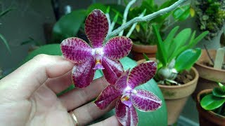 Orchid in bloom 2019  Phalaenopsis Mok Choi Yew [upl. by Keeton]