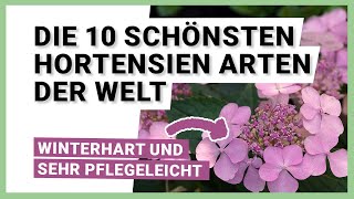 Die 10 schönsten Hortensien Arten der Welt [upl. by Ibok]