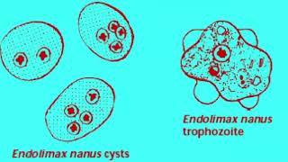 Características de Endolimax nana en el laboratorio [upl. by Natam]