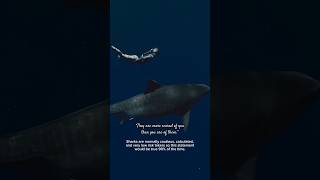 Sharks Are More SCARED Of Us Than We Are Them 🦈🥹 shark education awareness respect a [upl. by Brendan]