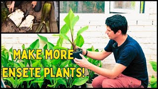 How to make more Ensete Banana plants Propagation Guide [upl. by Eyram371]