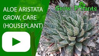 Aloe aristata  grow care Great houseplant [upl. by Eckel]