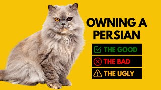 Owning a Persian Cat The Good The Bad The Ugly [upl. by O'Doneven]