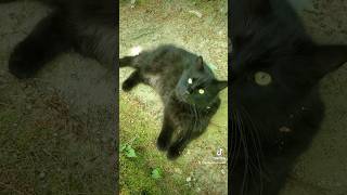 Black Phillip the tailless cat cat blackcat catlover catshorts [upl. by Nuri]