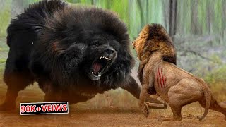 Lion Vs Tibetan Mastiff Video Tibetan Mastiff Vs Lion In a RealFight PITDOG [upl. by Ettenahc478]