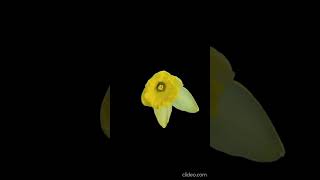 Beautiful blooming flower time lapse video timelapse [upl. by Aneehsak]