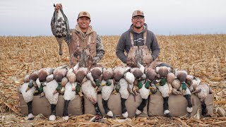 5 MAN LIMIT Duck and Goose Field Hunt Bonus Specklebelly Goose [upl. by Valentia]