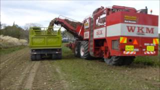 Sugar Beet at Walling Contracting Southland [upl. by Nimad]