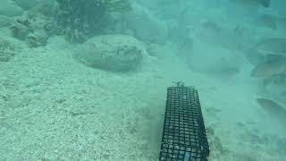 Under water on the reef in the Florida Keys [upl. by Mackintosh536]