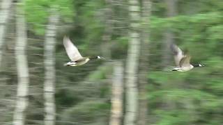 Canada Geese Taking Flight Honking [upl. by Airekat]