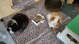 Guinea Pig ASMR 🐹 Gentle Snacking Sounds in Outdoor Run  20 Minutes of 8K Relaxation [upl. by Mario]