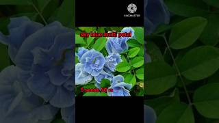 15 variety aparajita flowers seeds price aparajita seeds available [upl. by Edholm]