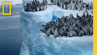 Emperor penguin chicks jump off a 50foot cliff in Antarctica NEVERBEFOREFILMED FOR TV  Nat Geo [upl. by Otrebcire]