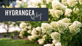 HOW TO make a LIMELIGHT Hydrangea hedge  BEFORE amp AFTER 3 YEARS update [upl. by Plafker296]