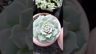 echeveria succulent suculentas [upl. by Nnire]