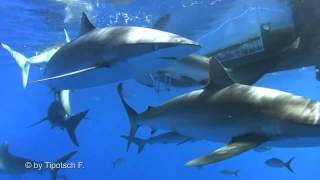 Cuba Shark Diving Tauchabenteuer Kuba tauchen mit Haien im Naturpark Jardines de la Reina [upl. by Greenes]