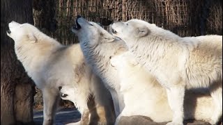 Howling Wolf  White Arctic Pack of Wolves howling together  Great Scene [upl. by Tonjes]